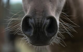 horse-whisker-trimming
