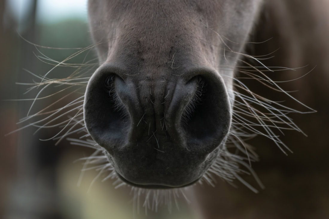 Whisker Trimming in Horses: Purpose, Regulations & Equine Welfare