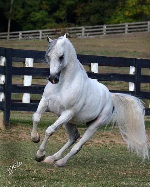 Odyssey Arabians - Breeder