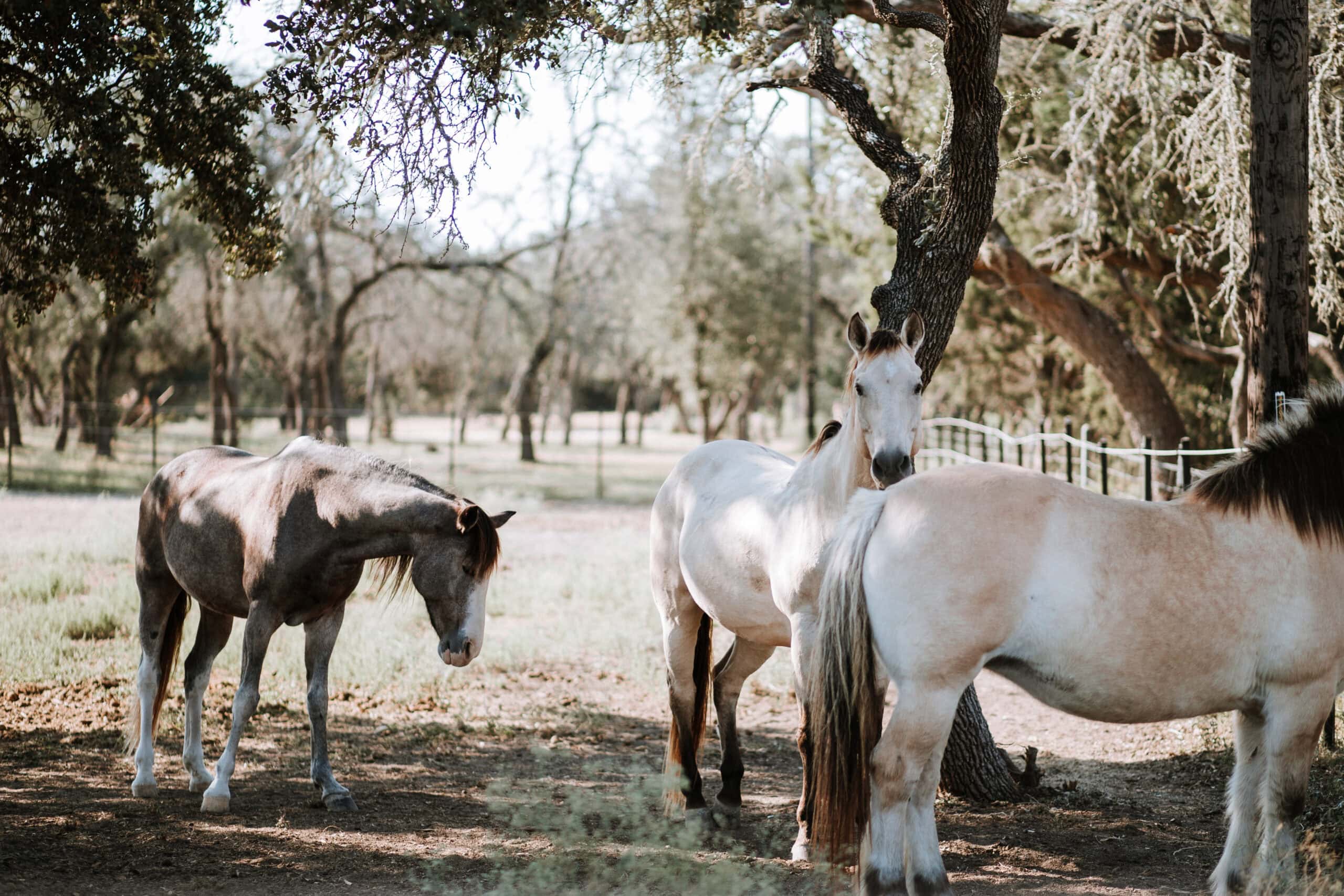 Clare Scott - Boarding Stable