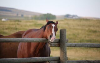 skin-allergies-in-horses