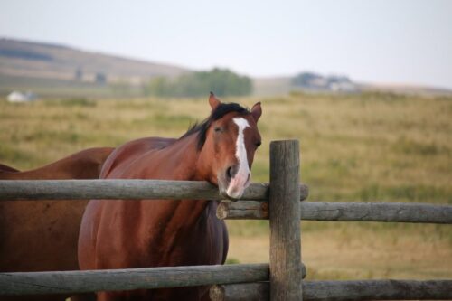 skin-allergies-in-horses