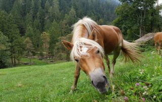trigeminal-mediated-equine-headshaking