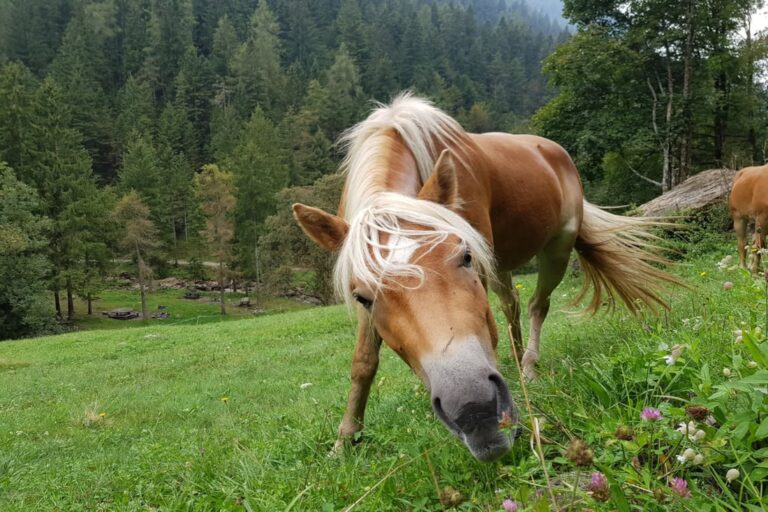 trigeminal-mediated-equine-headshaking