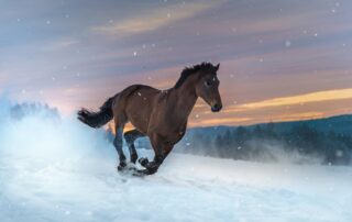 westphalian-horse-breed-guide