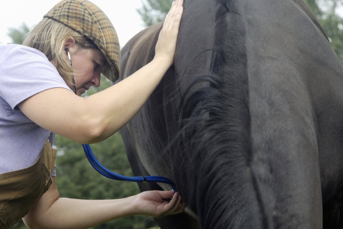 Basic Health Check for Horse Owners: [Veterinarian-Backed How-To Guide]