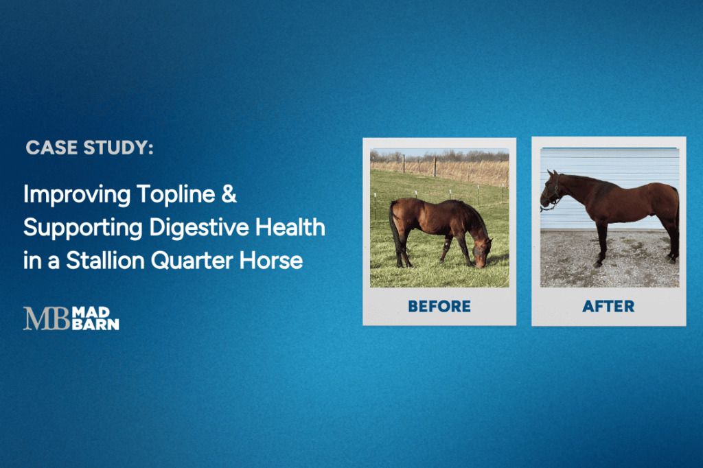 improving topline & resolving ulcers in a stallion quarter horse | Mad Barn USA improving topline & resolving ulcers in a stallion quarter horse