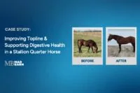 Case Study: Improving Topline & Supporting Digestive Health in a Stallion Quarter Horse