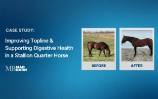 improving topline & resolving ulcers in a stallion quarter horse
