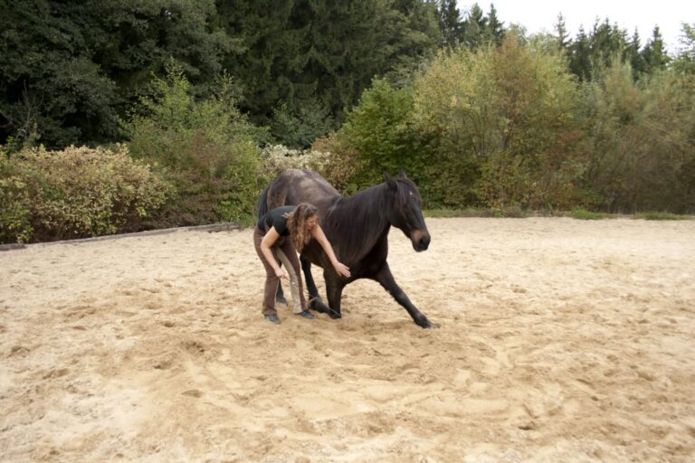 equine-physiotherapy-tools