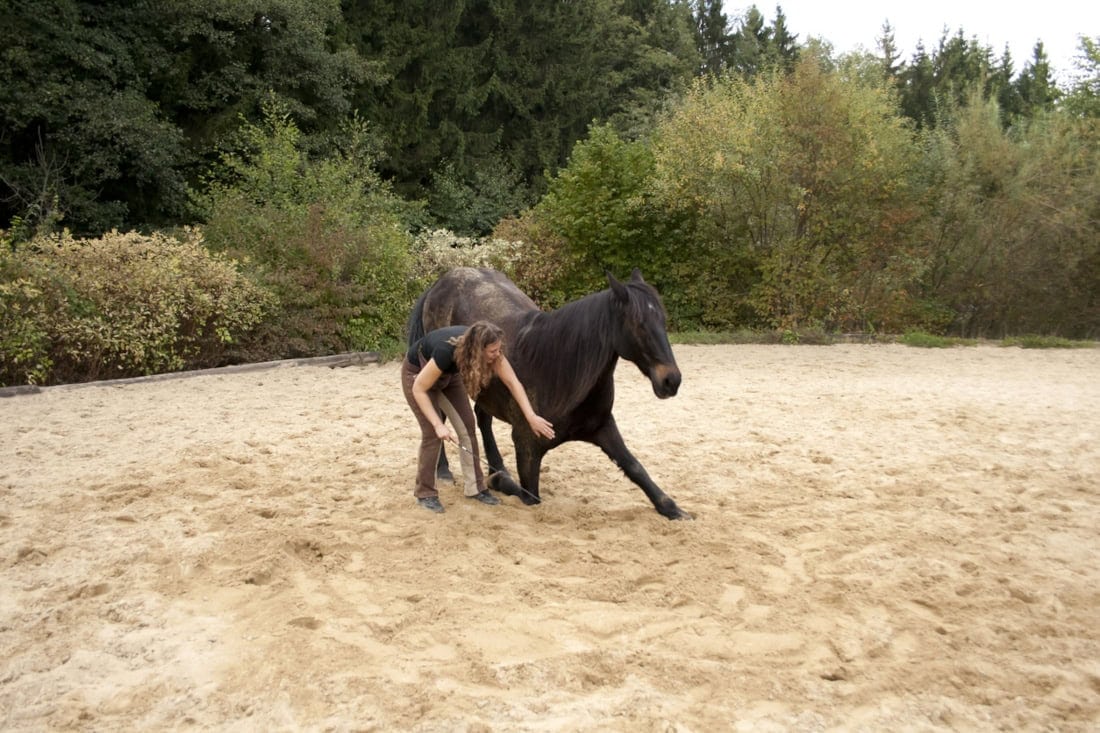 Physiotherapy Tools for Horses: Balance Pads, Massagers, Heat & Cold Therapy & More