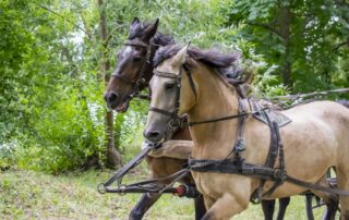 flipping-the-palate-in-horses