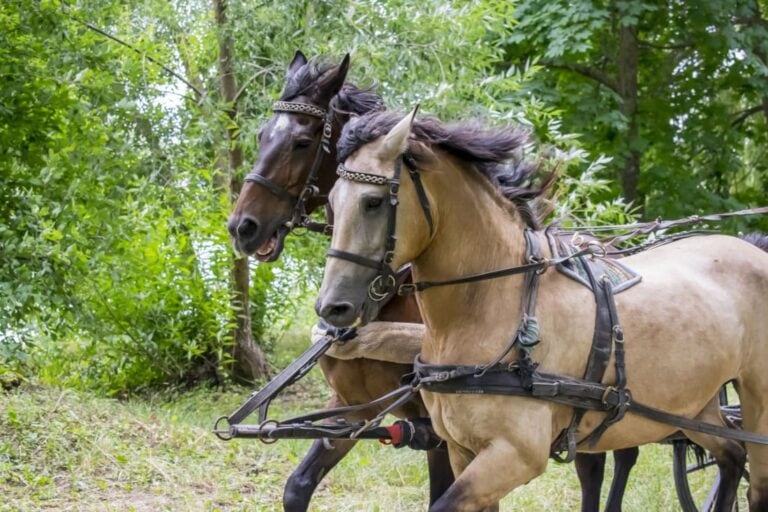flipping-the-palate-in-horses
