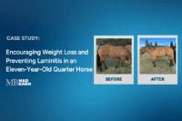 Case Study: Feeding for Weight Loss & Laminitis Prevention in an 11-Year Old Quarter Horse Gelding
