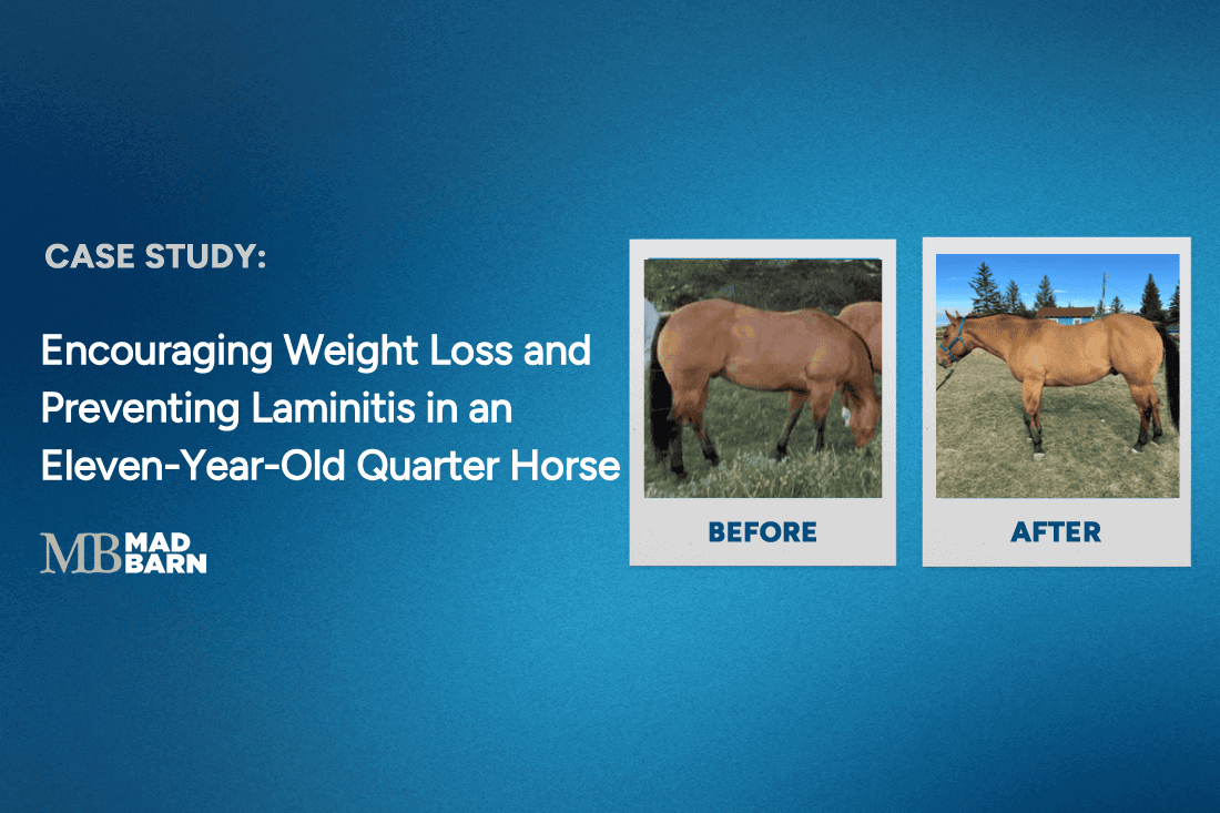 Case Study: Feeding for Weight Loss & Laminitis Prevention in an 11-Year Old Quarter Horse Gelding