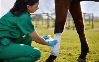 hyaluronan-injections-for-horses