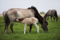 Inappropriate Lactation in Mares: Causes, Treatment & Prevention