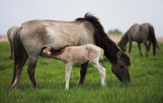 inappropriate-lactation-in-mares