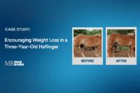 Case Study: Feeding for Weight Loss & Body Condition in a 3-Year-Old Haflinger Gelding