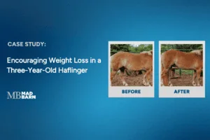Case Study: Feeding for Weight Loss & Body Condition in a 3-Year-Old Haflinger Gelding