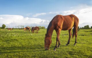 manganese-for-horses