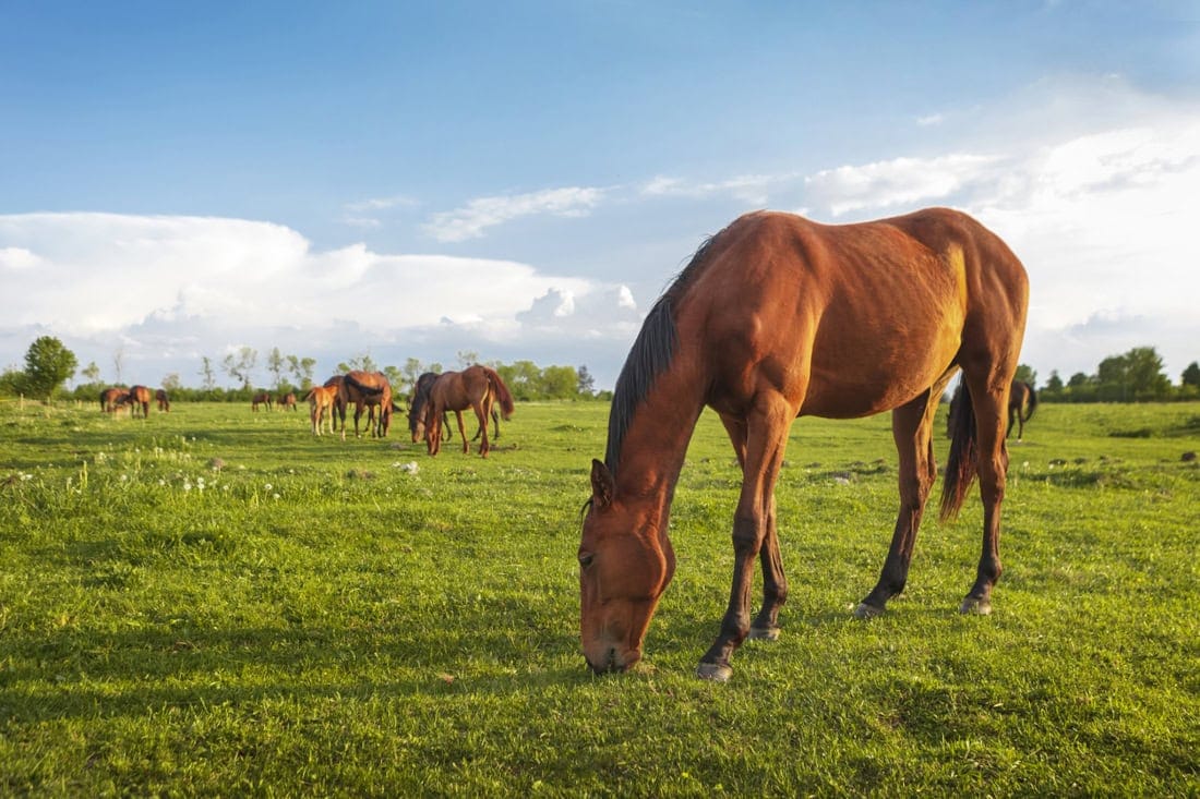 Manganese for Horses: Requirements, Digestion & Deficiencies