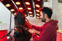 Red Light Therapy for Horses: Benefits, Applications & Limitations