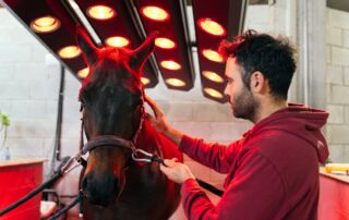 red-light-therapy-horse