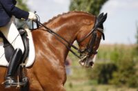 Understanding Rollkur: Horse Welfare & Ethical Training Practices in Dressage