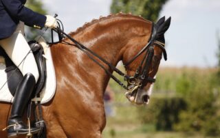 rollkur-and-horse-welfare