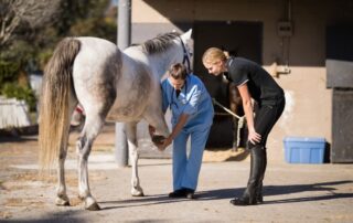 stem-cell-treatments-for-horses