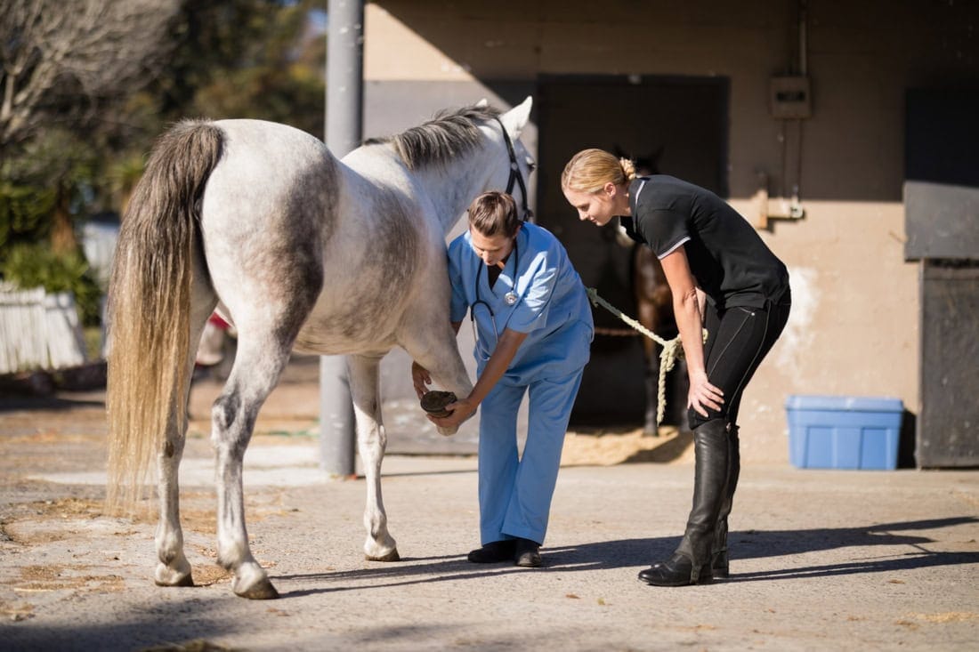 Stem Cell Therapy for Horses: Applications, Benefits & Side Effects
