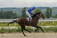 Tongue Ties in Horses: Welfare Implications & Ethical Training of Racehorses