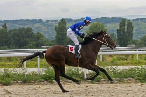 tongue-ties-and-welfare-in-racehorse-training
