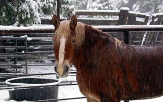water-heating-systems-for-horse-farms