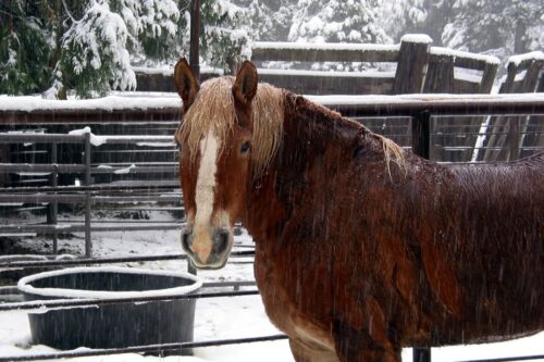 water-heating-systems-for-horse-farms