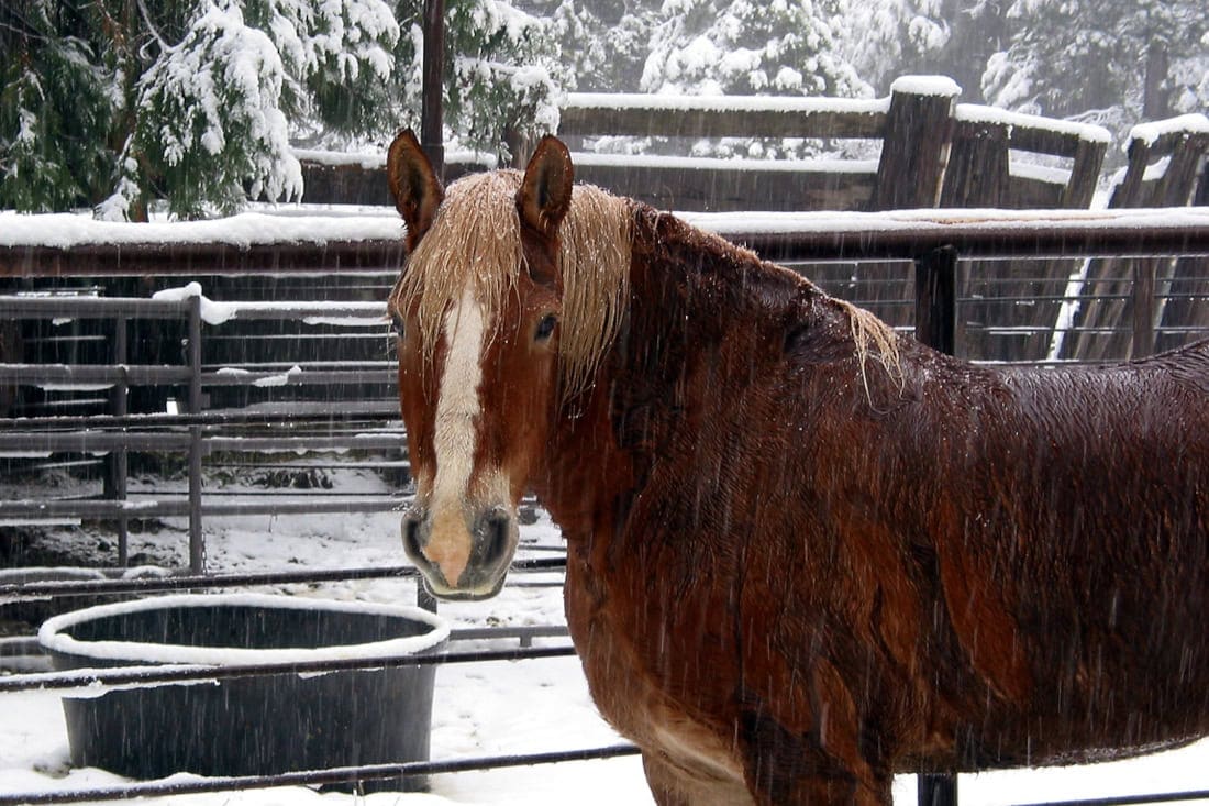 Water Heating Systems for Horse Farms: Save Energy & Maintain Hydration All Year Long