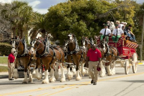 who-are-the-budweiser-clydesdales