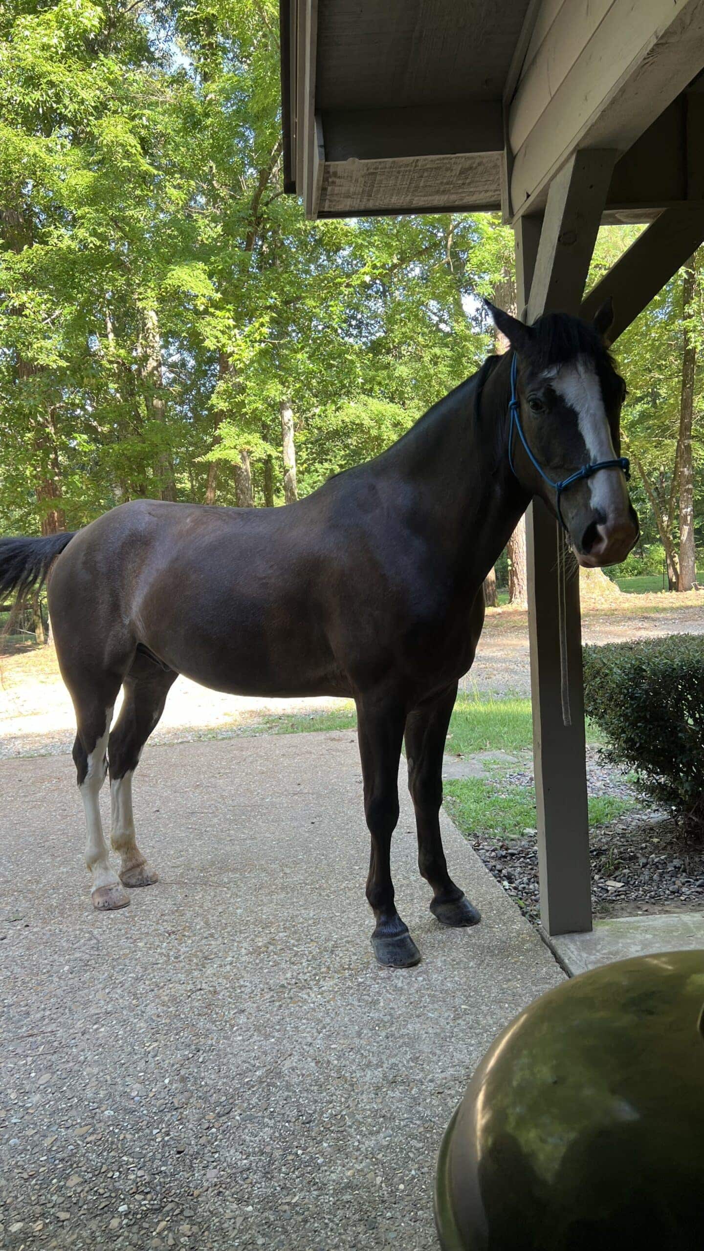 kevin, body condition before