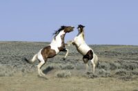 Aggression in Horses: Causes, Types & How to Manage Dangerous Behavior