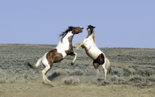 aggression-in-horses