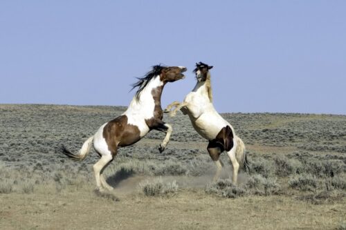 aggression-in-horses