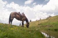 “Roach Back” in Horses: Causes, Treatment & Prevention of Equine Kyphosis