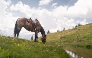 equine-kyphosis