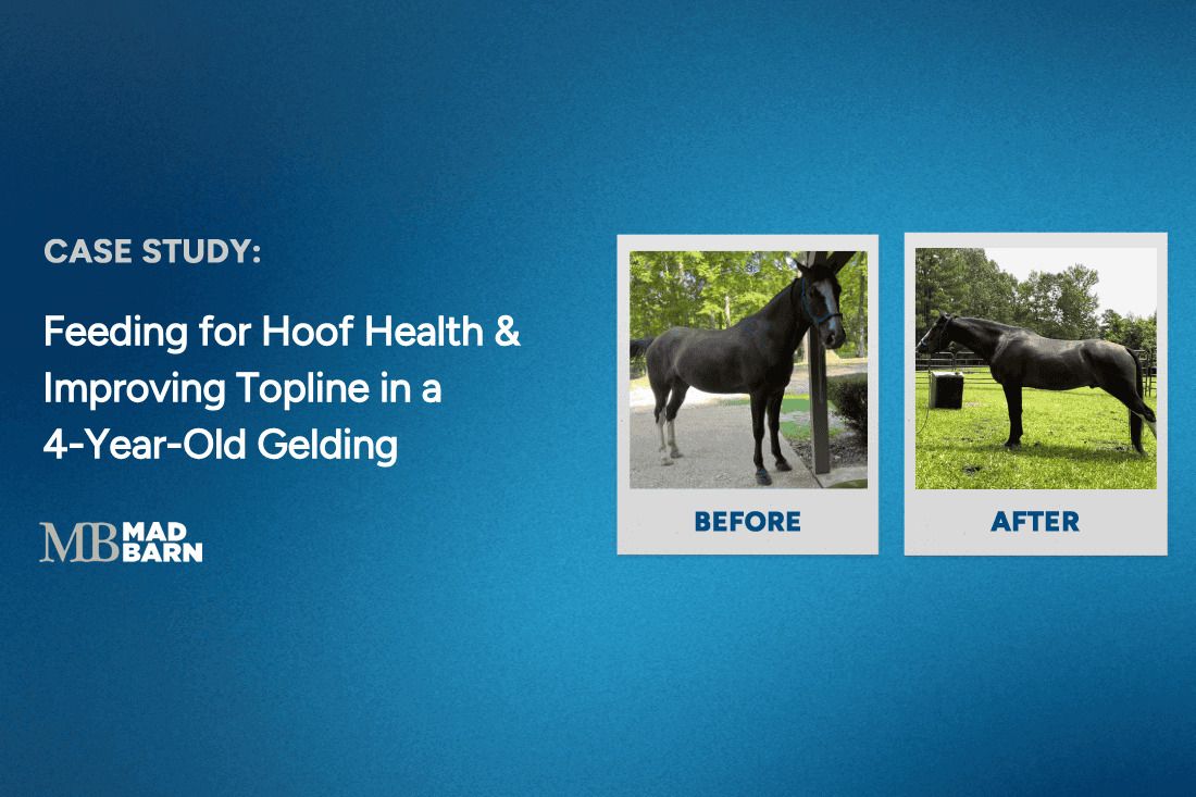 Case Study: Feeding for Topline, Hoof Quality & Respiratory Concerns in a 4-Year Old TWH