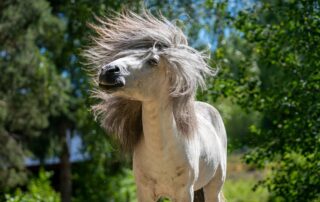 headshaking in horses