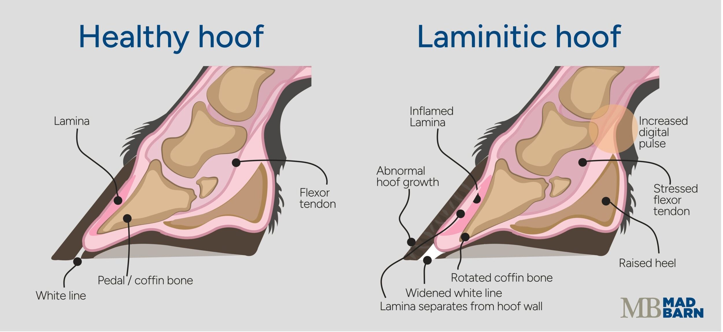 Healthy vs. Laminitic Horse Hoof