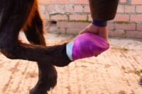 Hoof Poultices for Horses: Uses, Types & Application