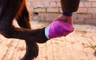 hoof-poultices-for-horses