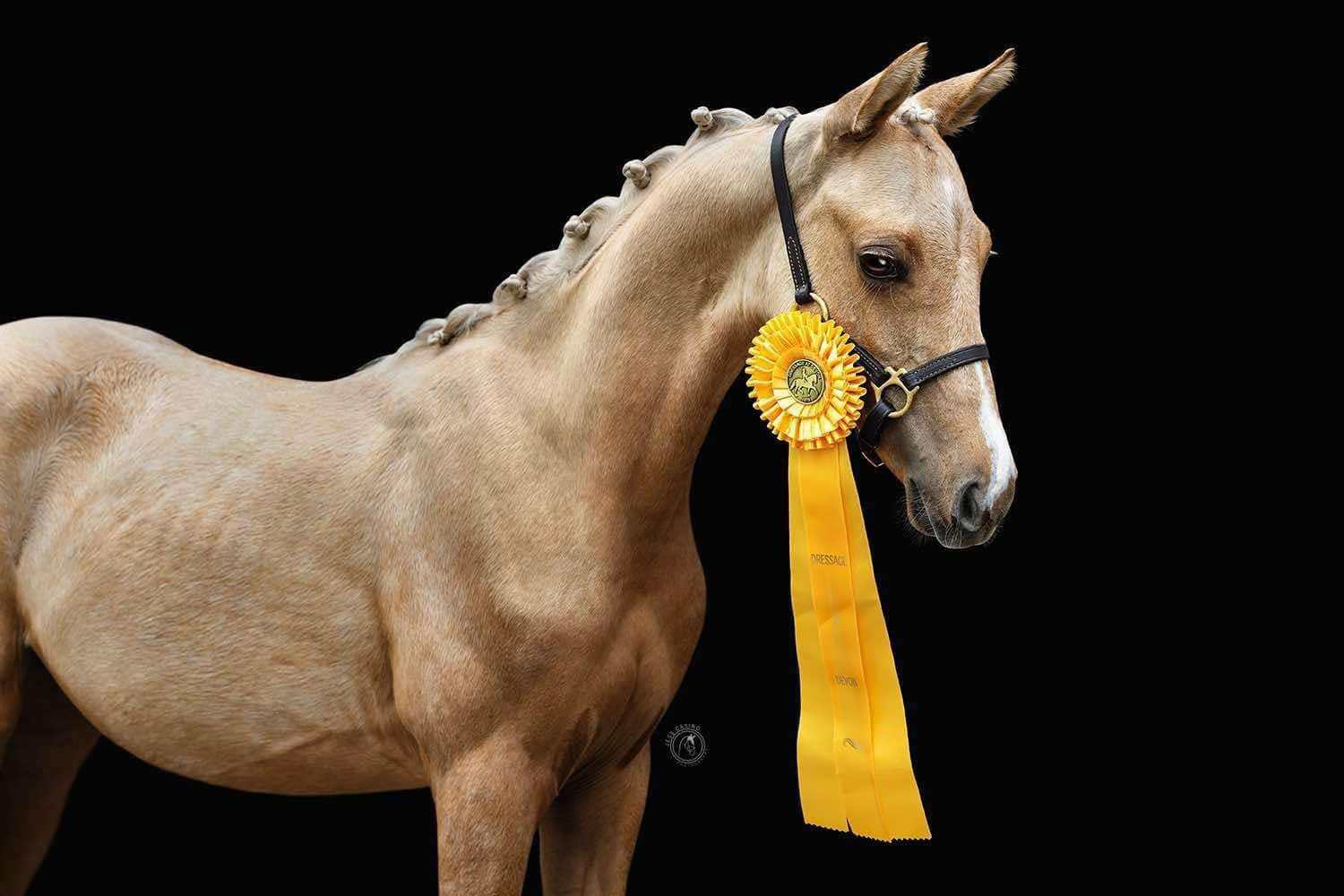 Crickhollow Farm - Boarding Stable